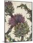 Spear Thistle - Droit-Vicky Oldfield-Mounted Giclee Print