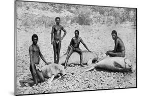 Speared Manatee, North-West Australia, 1922-null-Mounted Giclee Print