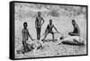 Speared Manatee, North-West Australia, 1922-null-Framed Stretched Canvas