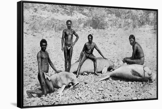 Speared Manatee, North-West Australia, 1922-null-Framed Stretched Canvas