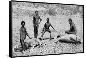 Speared Manatee, North-West Australia, 1922-null-Framed Stretched Canvas