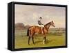 'Spearmint', Winner of the 1906 Derby, 1906-Emil Adam-Framed Stretched Canvas