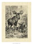 Vintage Moose or Elk-Specht Friedrich-Stretched Canvas