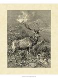 Vintage Moose or Elk-Specht Friedrich-Mounted Art Print