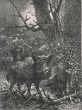 Herd of Wild Boar Wander Through the Woods-Specht-Stretched Canvas