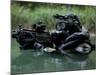 Special Forces Combat Diver Takes a Look at His Compass-Stocktrek Images-Mounted Photographic Print