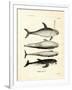 Species of Dolphins-null-Framed Giclee Print