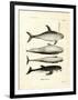 Species of Dolphins-null-Framed Giclee Print