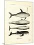 Species of Dolphins-null-Mounted Giclee Print