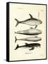 Species of Dolphins-null-Framed Stretched Canvas