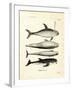 Species of Dolphins-null-Framed Giclee Print