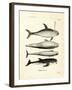 Species of Dolphins-null-Framed Giclee Print