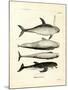 Species of Dolphins-null-Mounted Giclee Print