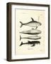 Species of Dolphins-null-Framed Giclee Print