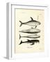 Species of Dolphins-null-Framed Giclee Print