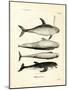 Species of Dolphins-null-Mounted Giclee Print