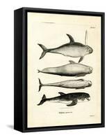 Species of Dolphins-null-Framed Stretched Canvas
