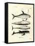 Species of Dolphins-null-Framed Stretched Canvas