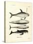 Species of Dolphins-null-Stretched Canvas