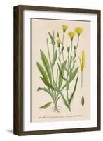 Species of Hawk'S-Beard Known in France as Roof Crepis-null-Framed Art Print