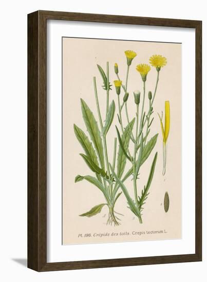 Species of Hawk'S-Beard Known in France as Roof Crepis-null-Framed Art Print