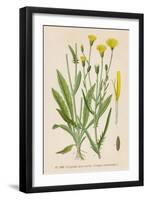 Species of Hawk'S-Beard Known in France as Roof Crepis-null-Framed Art Print