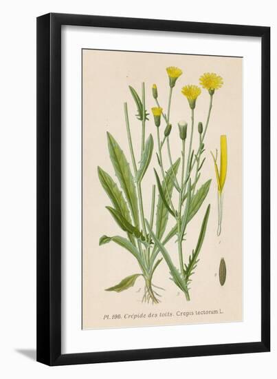 Species of Hawk'S-Beard Known in France as Roof Crepis-null-Framed Art Print