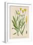 Species of Hawk'S-Beard Known in France as Roof Crepis-null-Framed Art Print