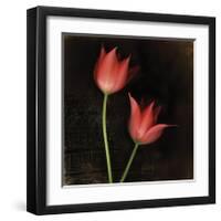 Species Tulips-Rick Filler-Framed Giclee Print