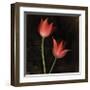 Species Tulips-Rick Filler-Framed Giclee Print