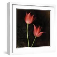 Species Tulips-Rick Filler-Framed Giclee Print