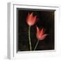 Species Tulips-Rick Filler-Framed Giclee Print
