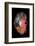 Specimen II-Amy Louise Baker-Framed Photographic Print