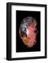 Specimen II-Amy Louise Baker-Framed Photographic Print