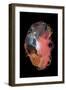 Specimen II-Amy Louise Baker-Framed Photographic Print