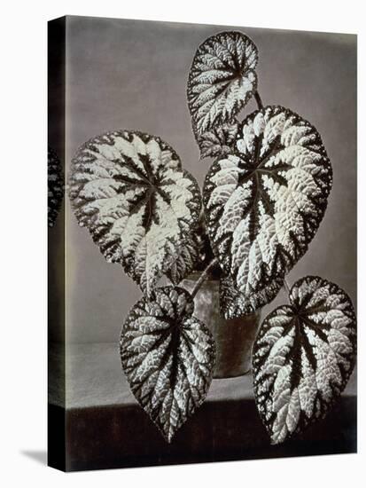 Specimen of 'Begonia Rex' in the garden of the Marchesi Strozzi, in Florence-European School-Stretched Canvas