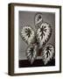 Specimen of 'Begonia Rex' in the garden of the Marchesi Strozzi, in Florence-European School-Framed Giclee Print