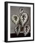 Specimen of 'Begonia Rex' in the garden of the Marchesi Strozzi, in Florence-European School-Framed Giclee Print