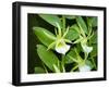 Specimen on Display at the Kew Orchid Festival-null-Framed Photographic Print