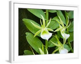 Specimen on Display at the Kew Orchid Festival-null-Framed Photographic Print