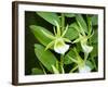 Specimen on Display at the Kew Orchid Festival-null-Framed Photographic Print