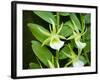 Specimen on Display at the Kew Orchid Festival-null-Framed Photographic Print