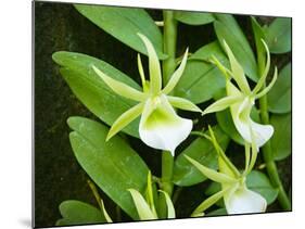 Specimen on Display at the Kew Orchid Festival-null-Mounted Photographic Print