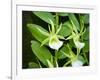 Specimen on Display at the Kew Orchid Festival-null-Framed Photographic Print