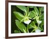 Specimen on Display at the Kew Orchid Festival-null-Framed Photographic Print