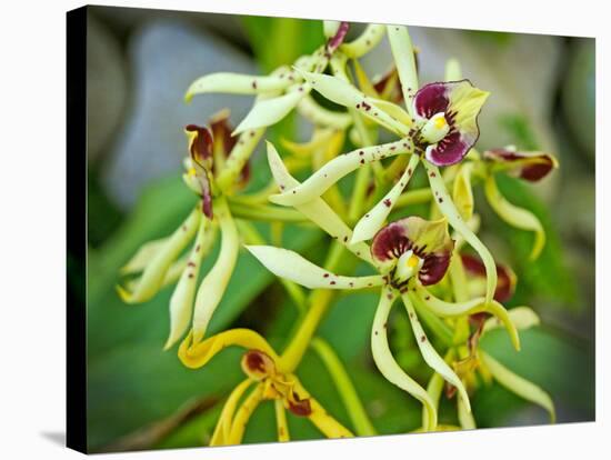 Specimen on Display at the Kew Orchid Festival-null-Stretched Canvas