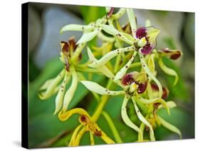 Specimen on Display at the Kew Orchid Festival-null-Stretched Canvas