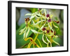 Specimen on Display at the Kew Orchid Festival-null-Framed Photographic Print