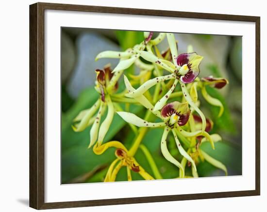 Specimen on Display at the Kew Orchid Festival-null-Framed Photographic Print