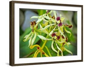 Specimen on Display at the Kew Orchid Festival-null-Framed Photographic Print